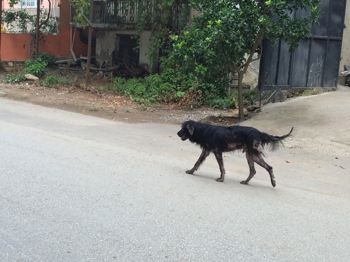 Boyalıcı\'yı Uyuz Köpekler İstila Etti