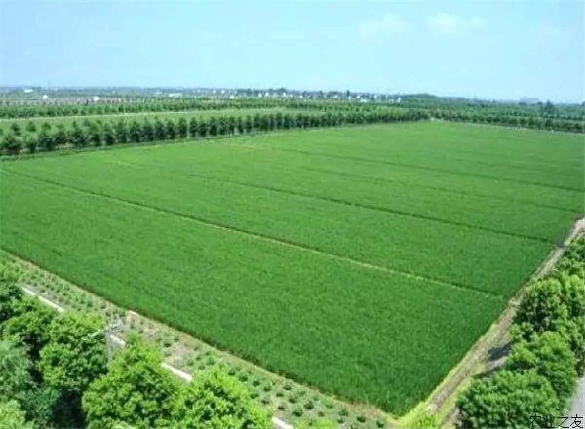 Çin Bütçede Ekolojik Tarıma 90 Milyon Dolar Ayırdı