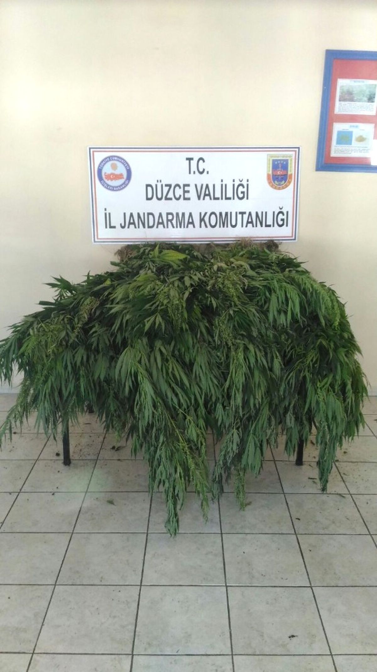 Düzce\'de 265 Kök Hint Keneviri Ele Geçirildi