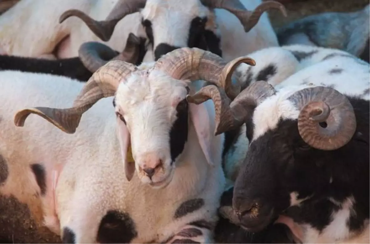 Gaziosmanpaşa Belediyesi Bu Bayram Gönül Köprüsü Kuracak