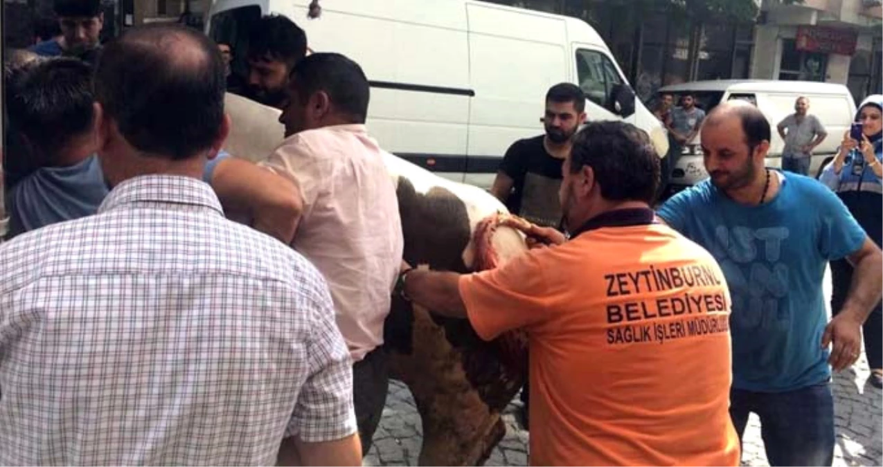 İstanbul\'da Kurban Pazarından Kaçan Boğa, 3 Kişiyi Yaraladı
