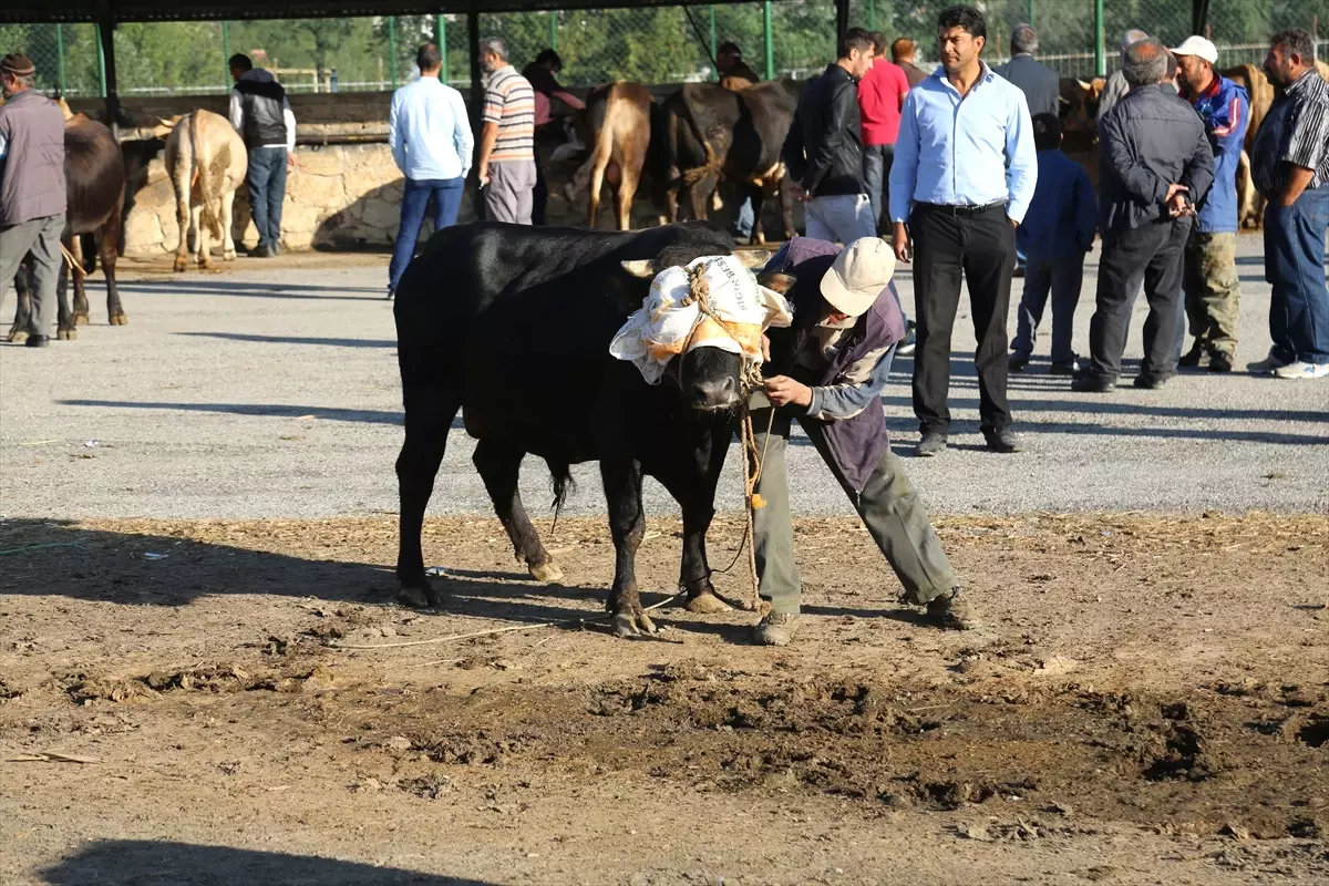 Kurbanlık "Şahin" ve "Kartal" Alıcılarını Bekliyor