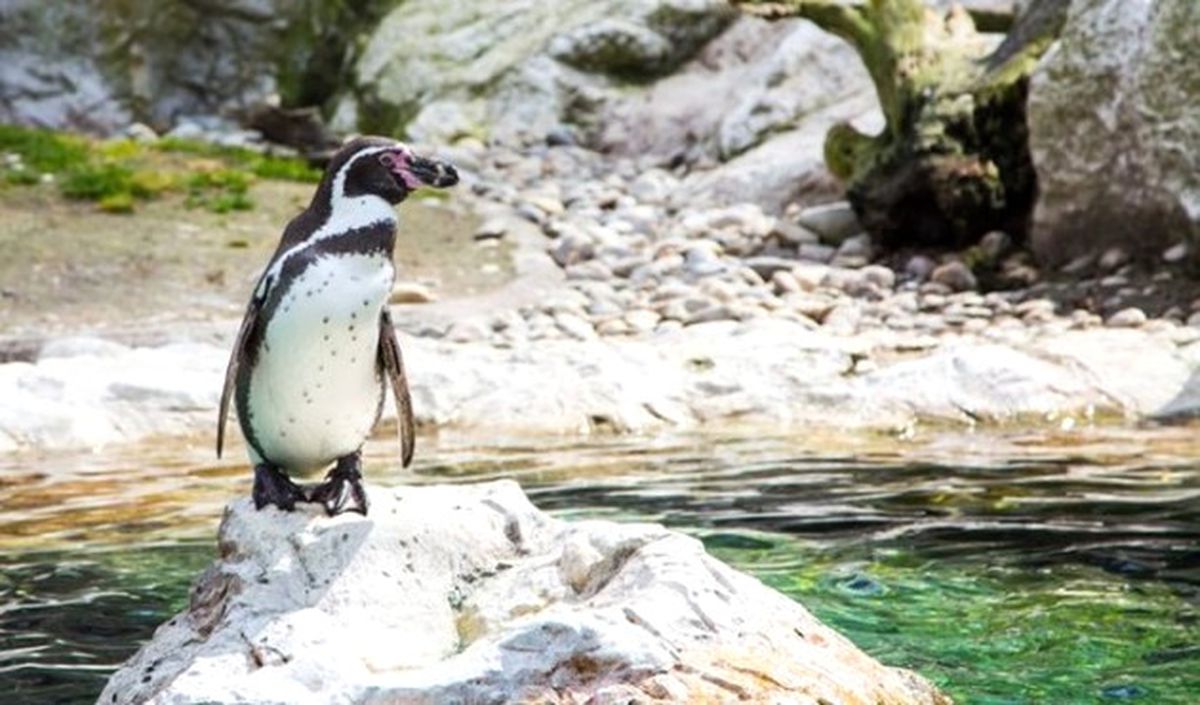 Penguenler İçin Milyon Dolarlık Projeye İzin Verilmedi