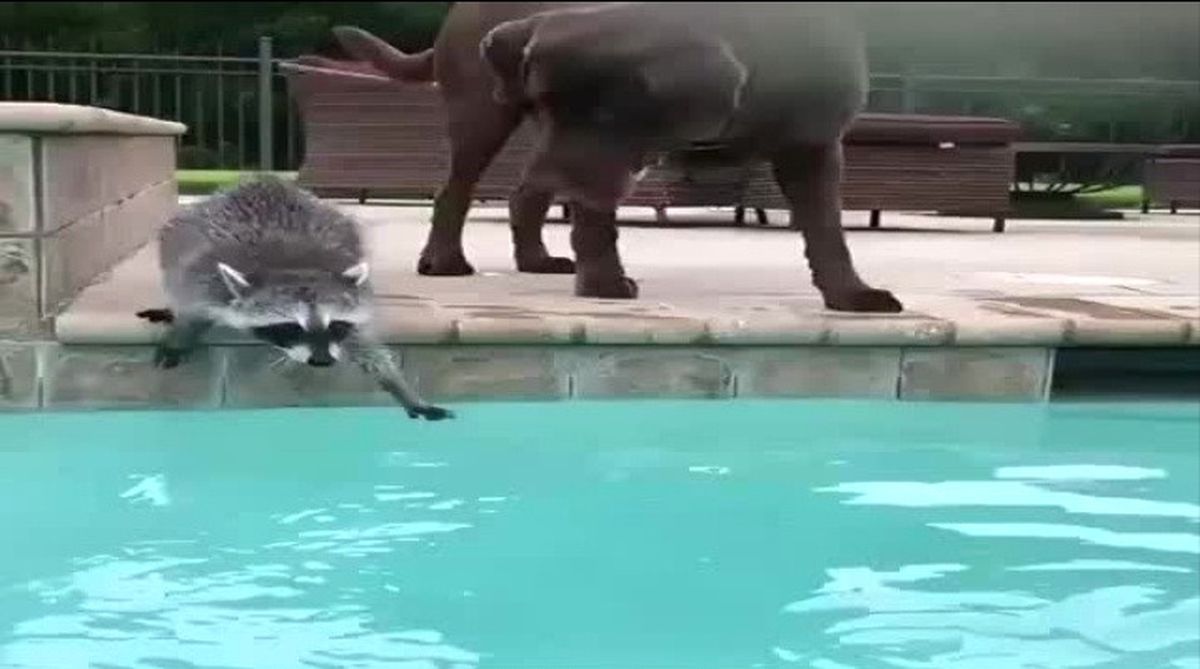 Rakun Dostunu Suya Girmesi İçin Cesaret Veriyor