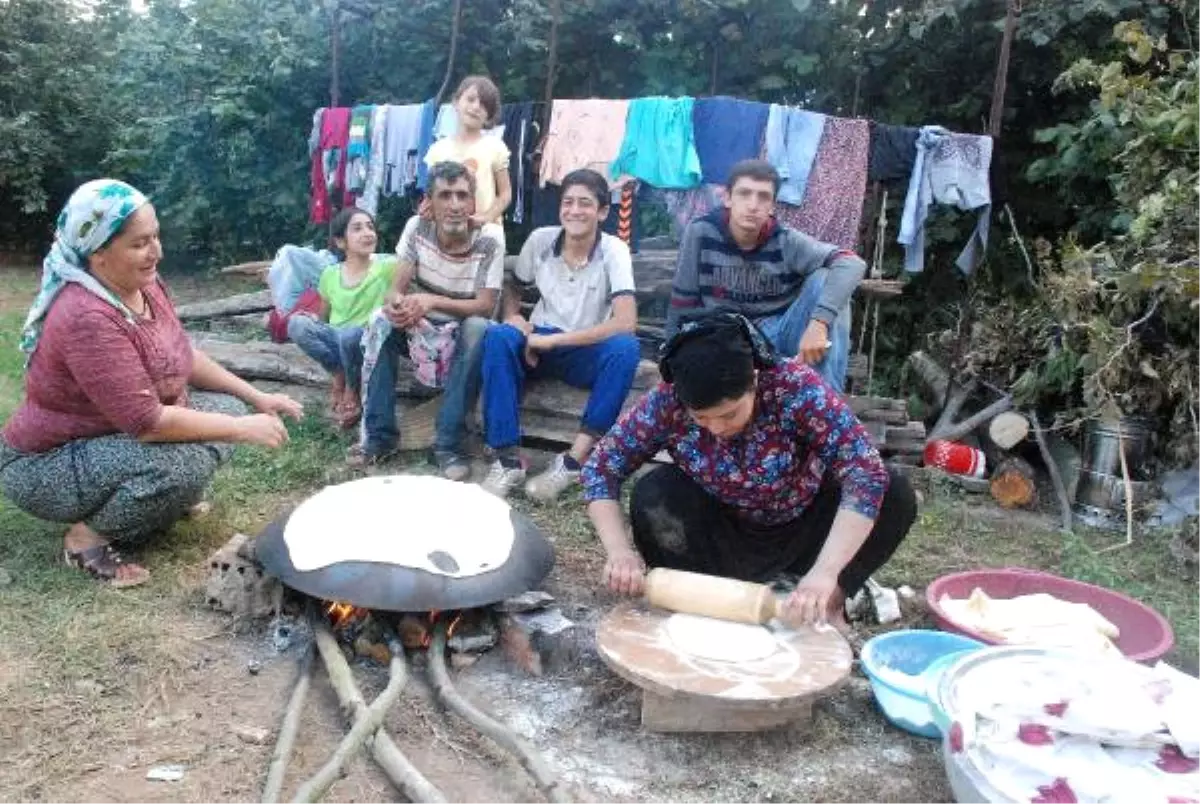 Terörden Kaçan Aile, Fındık Toplayarak Geçimini Sağlıyor