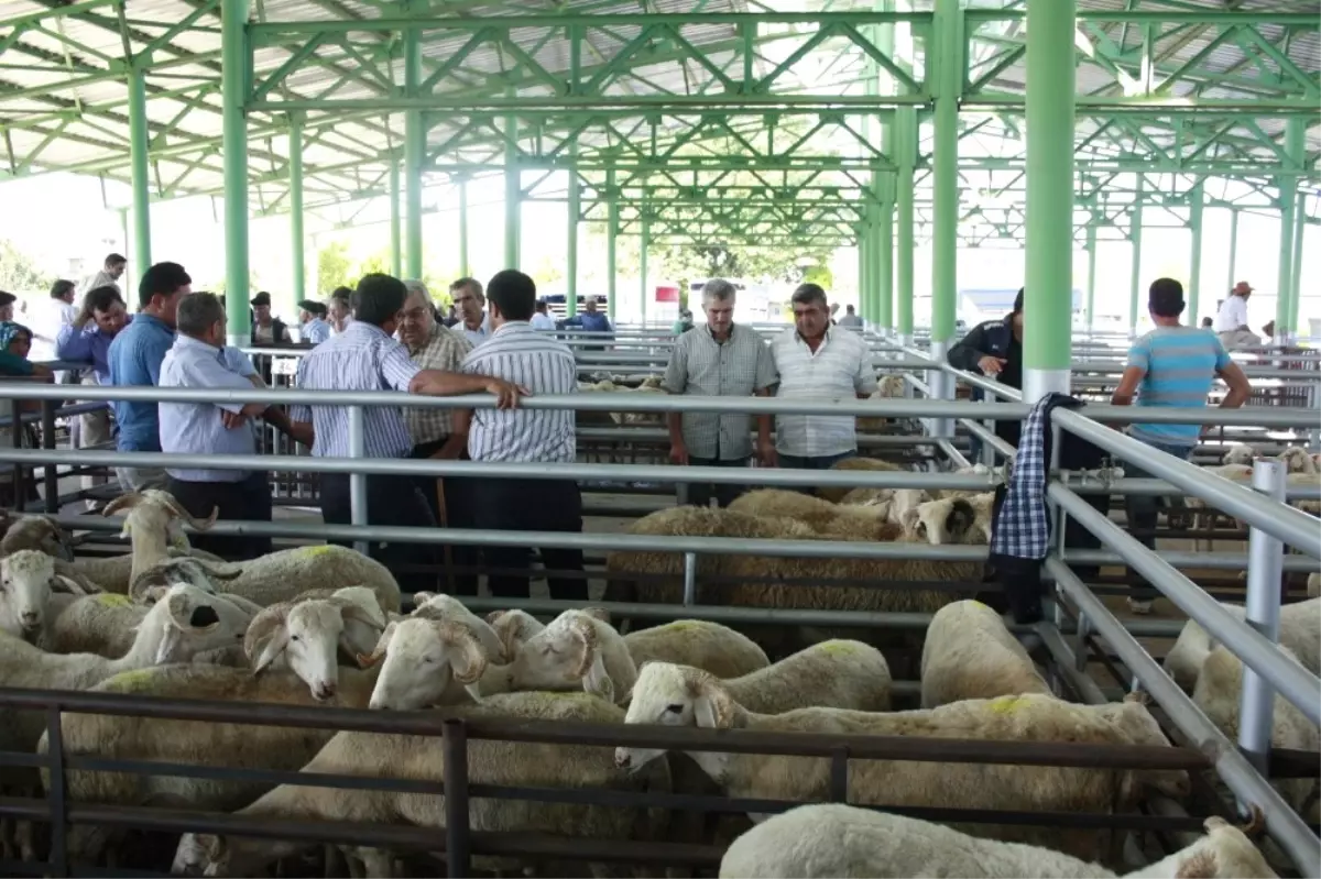 Uşak\'ta Kurban Satış ve Kesim Yerleri Açıklandı