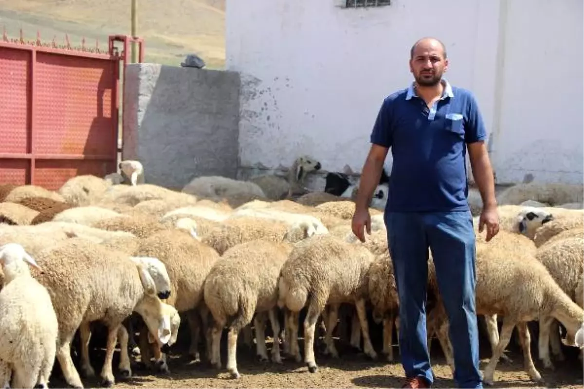 800 Küçükbaş Hayvanı İçin Otomobille Su Taşıyor