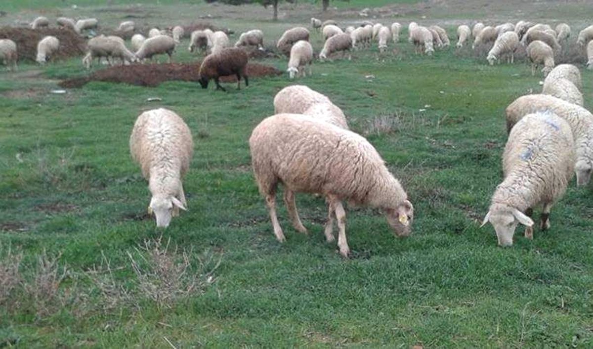 Başkan Talat Bilaloğlu, Üreticileri Hayvan Hırsızlarına Karşı Uyardı
