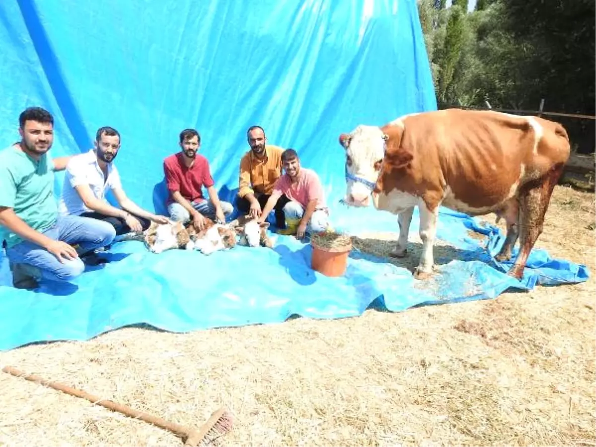 Çorum\'da İnek Üçüz Doğurdu