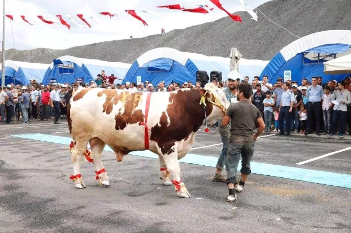 En Büyük ve En Güzel Kurbanlık" Yarışması