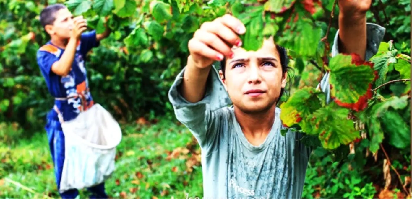 Fındık Tarımında Çocuk İşçiliğinin Sonlandırılması Projesi