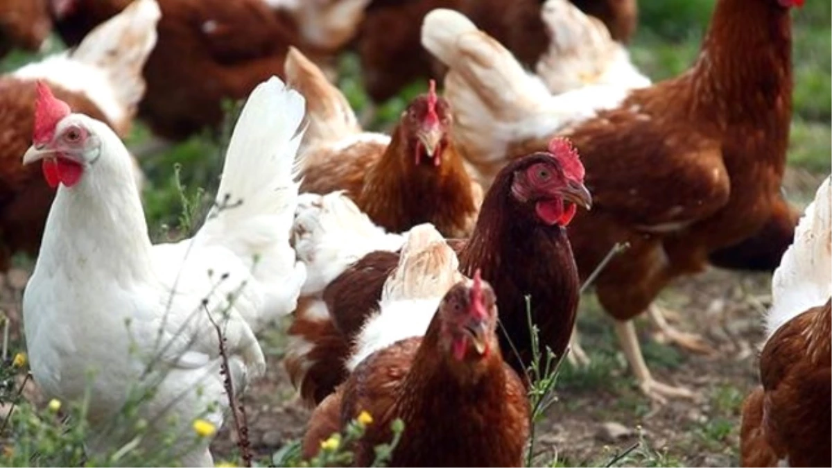 Güney Kore\'de Tavuklarda Böcek İlacı Kalıntısı Araştırılacak