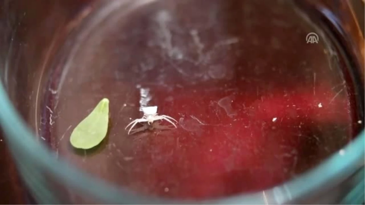 Köşeli Yengeç Örümceği" Görenleri Şaşırtıyor