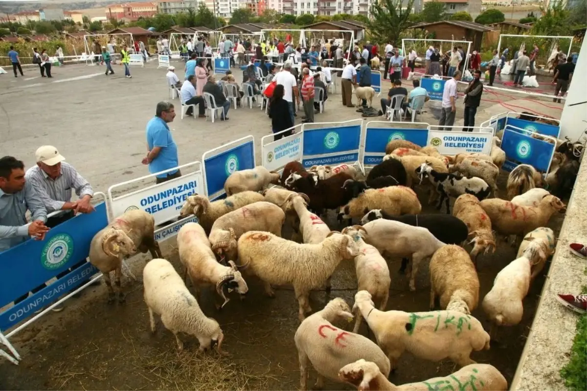 Odunpazarı\'nda Kurban Bayramı Hizmetleri Ücretsiz