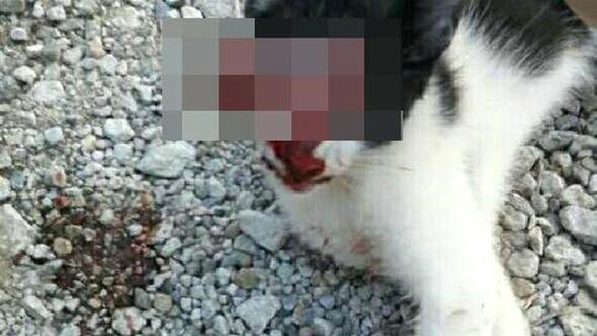Sosyal Medyada Gözleri Oyulmuş Kedi Paylaşımına Tepki (2)