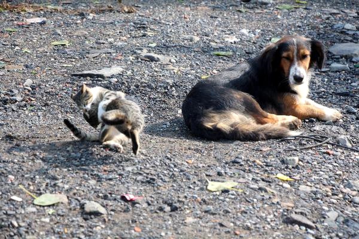Yavru Kediler ile Köpek Birbirlerinden Ayrılmıyor