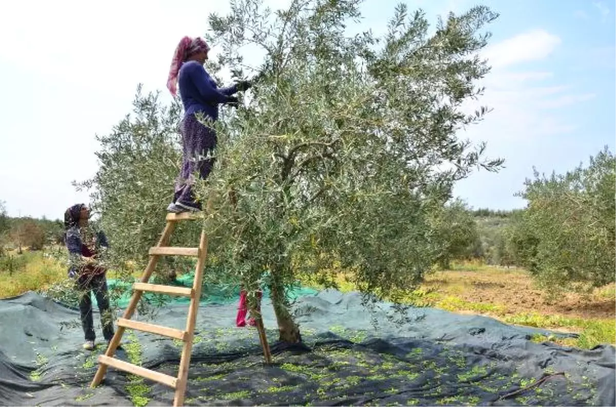 Zeytini Erken Hasad Ediyor Fiyatı Katlıyor