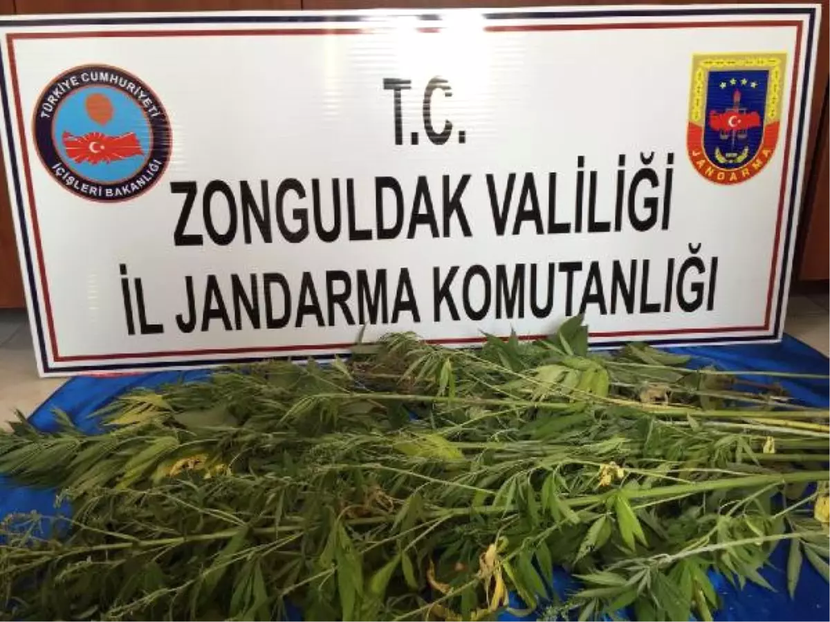 Zonguldak\'ta Uyuşturucu Operasyonu