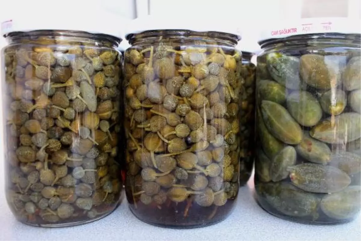 Antalya Kapari Bitkisi Geçim Kaynağı