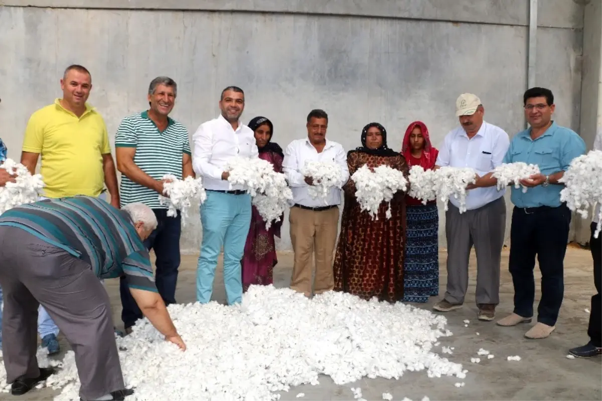 Antbirlik\'te Sezonun İlk Pamuğu Alındı