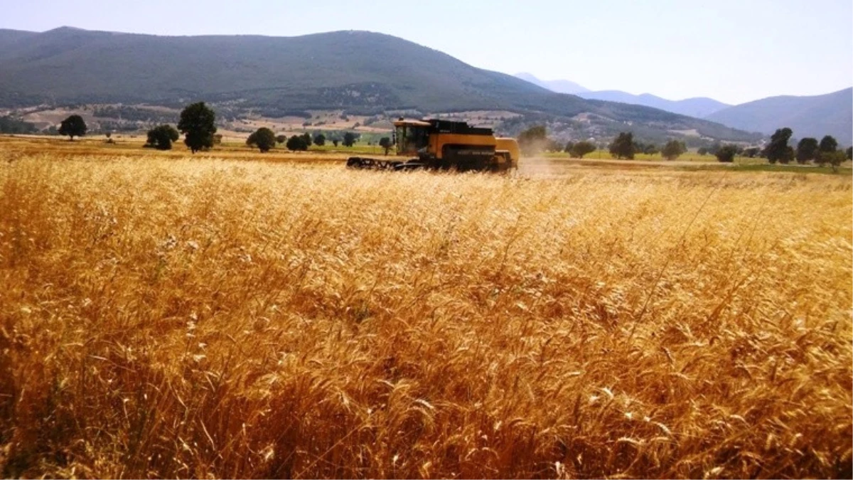 Buğday Hasadında 3,2 Milyon Lira Kazanç Sağlandı