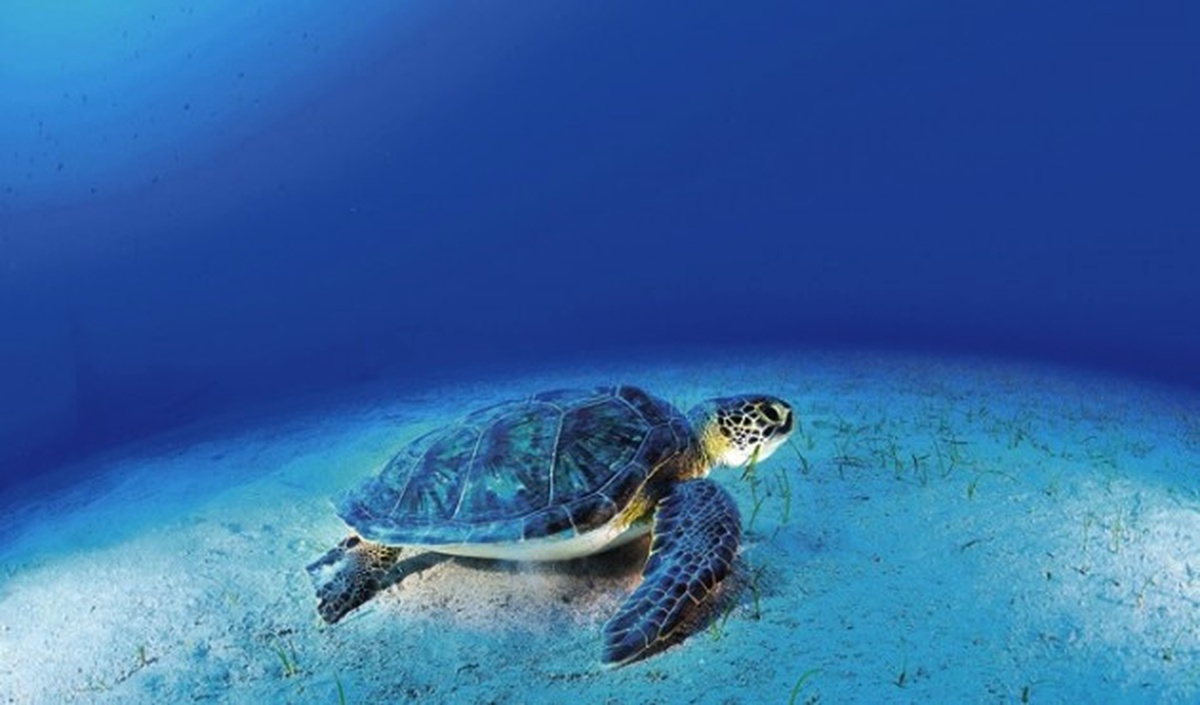 Caretta Caretta\'ları Kurtarma Timinin Öyküsü...