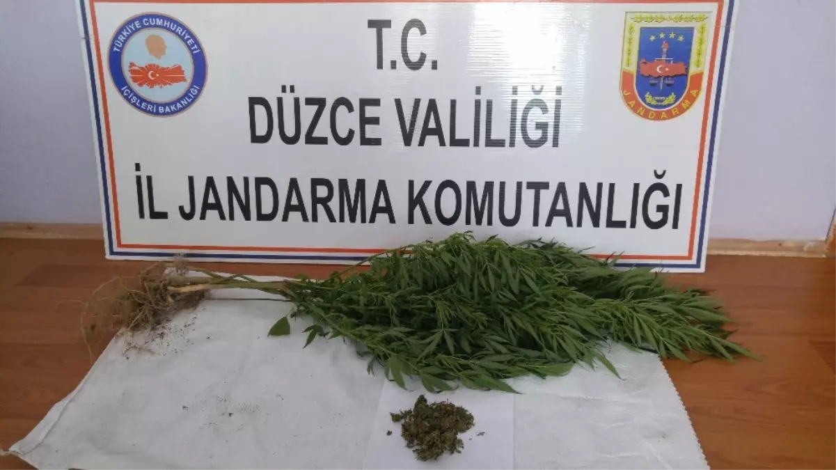 Düzce\'de Jandarmadan Uyuşturucu Operasyonu