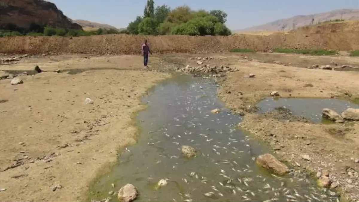 Hasankeyf\'teki Dicle Nehri Yatağındaki Çalışmalar Balıkların Telef Olmasına Yol Açtı