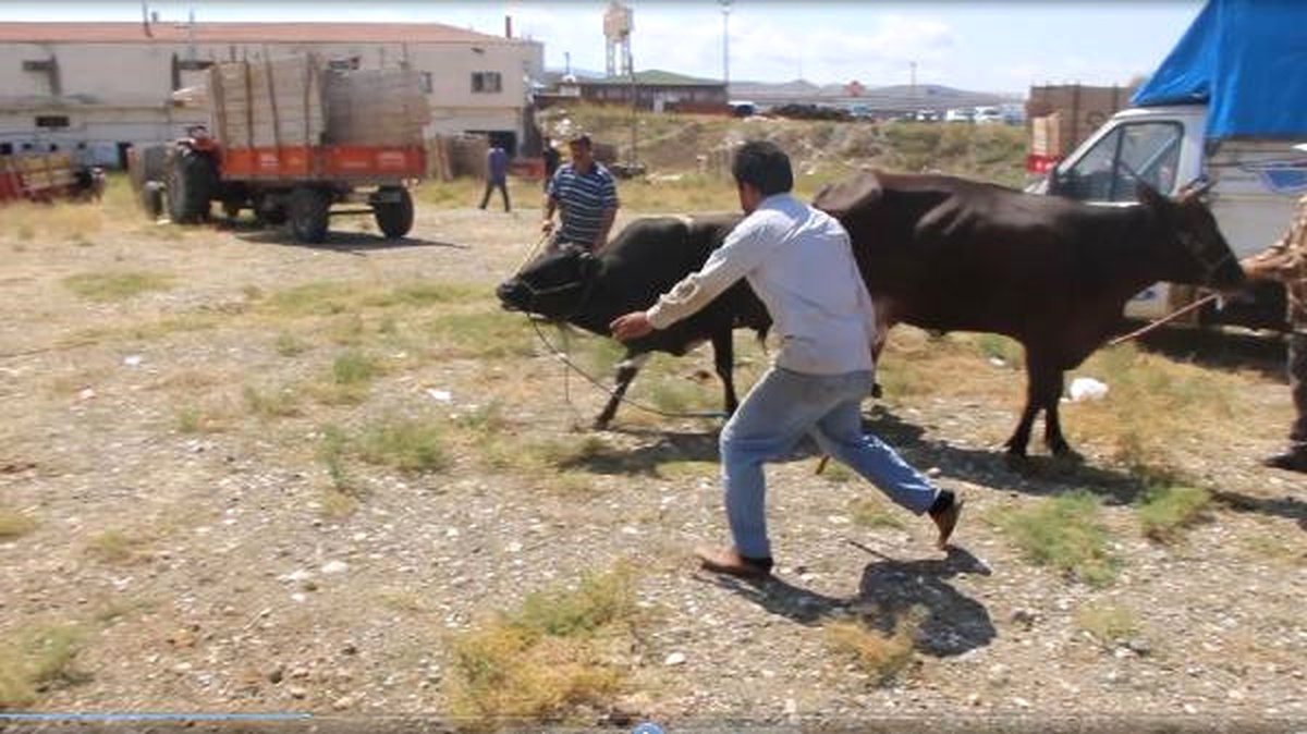 Kaçan Kurbanlık Boğa Zor Anlar Yaşattı