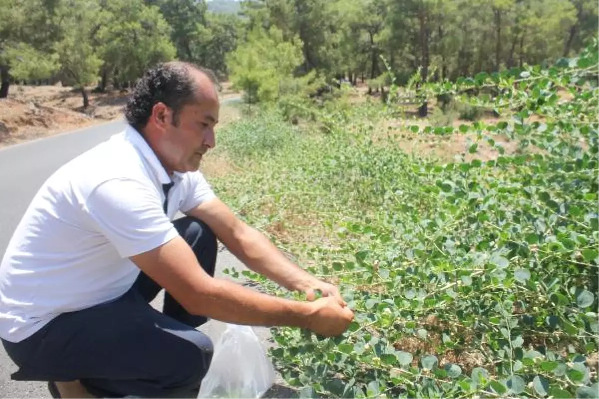 Kapari Bitkisi Geçim Kaynağı