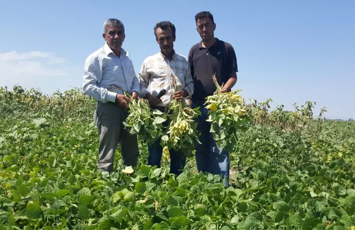 Kayseri Şeker\'in Sözleşmeli Fasulye Ekiminde Hasat Başladı