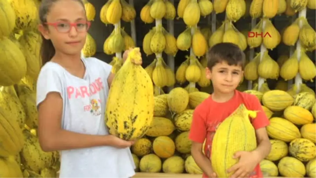 Manisa Kırkağaç Kavunu Tezgahtaki Yerini Aldı