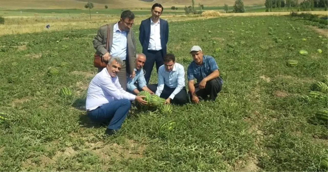 Müdür Şimşek Bitkisel Üretim ve Demonstrasyon Çalışmalarını İnceledi