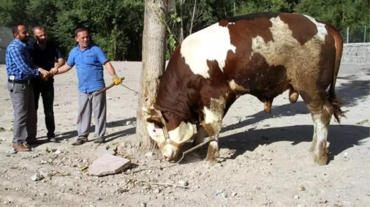 "Paşa"yı Alana Derin Dondurucu Hediye