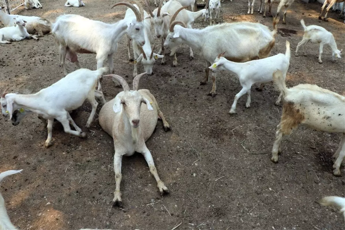 Üniversiteden \'Akademik\' Kurbanlık Keçi