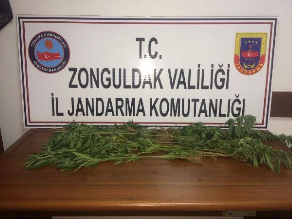 Zonguldak\'ta Uyuşturucu Operasyonları: 3 Gözaltı