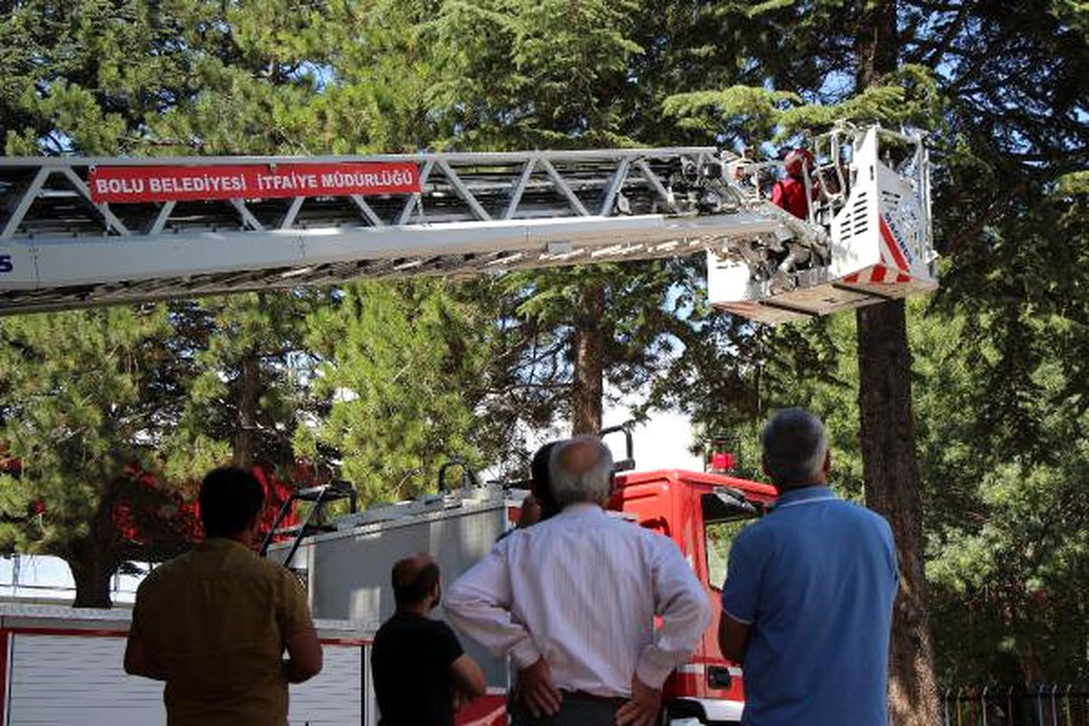 Ağaçtan Kurtarılan Yavru Kedi Annesine Koştu