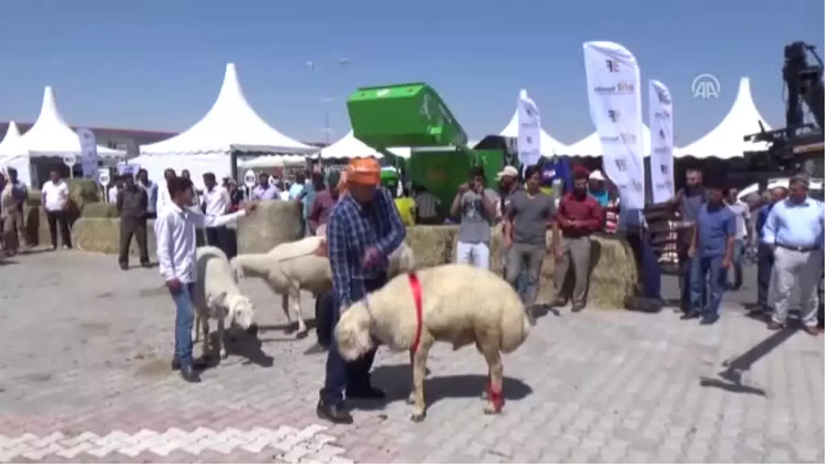 Aksaray\'da En Güzel "Koç, Koyun ve Kuzu" Seçildi