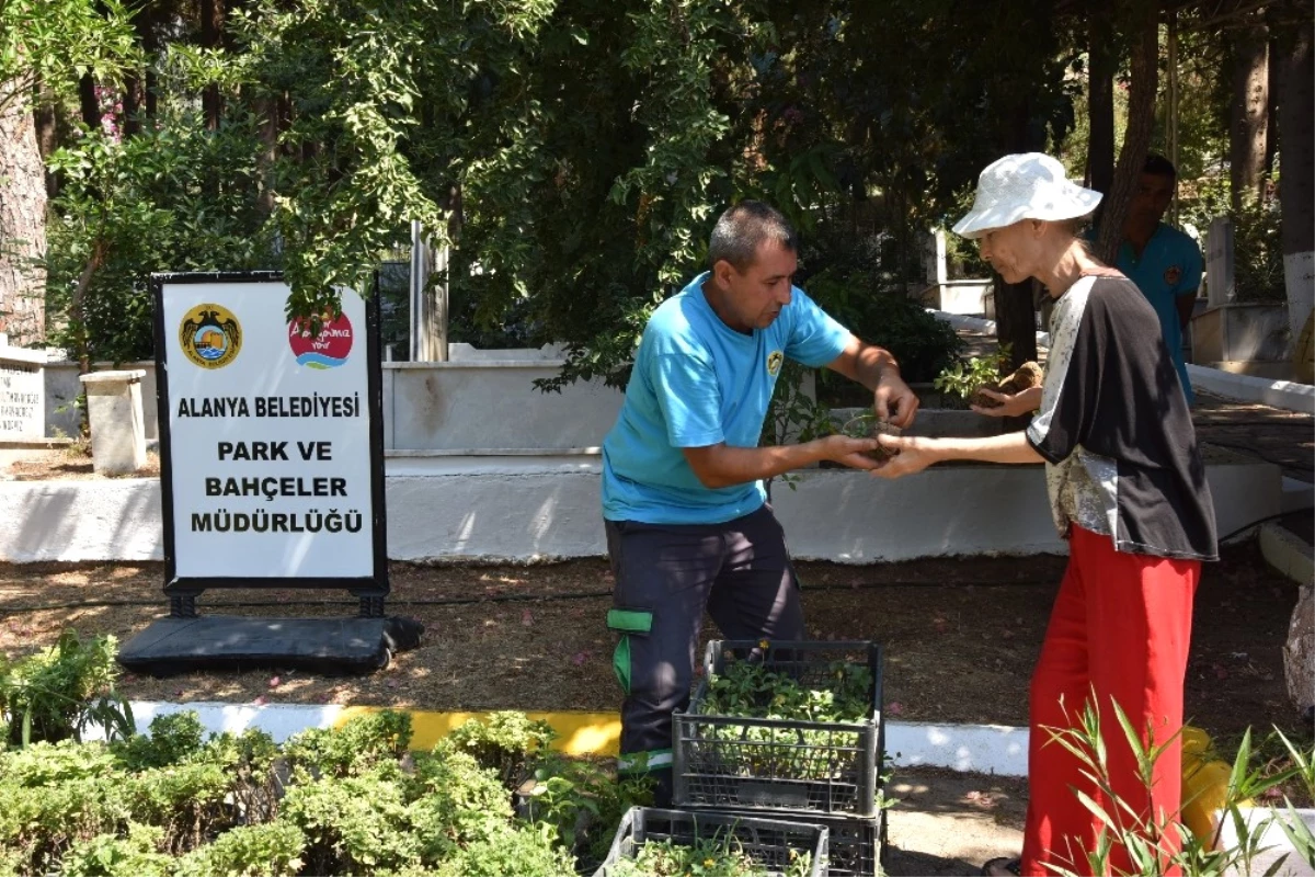 Alanya Belediyesi Mezarlıklarda 44 Bin 220 Adet Ücretsiz Çiçek Dağıtacak
