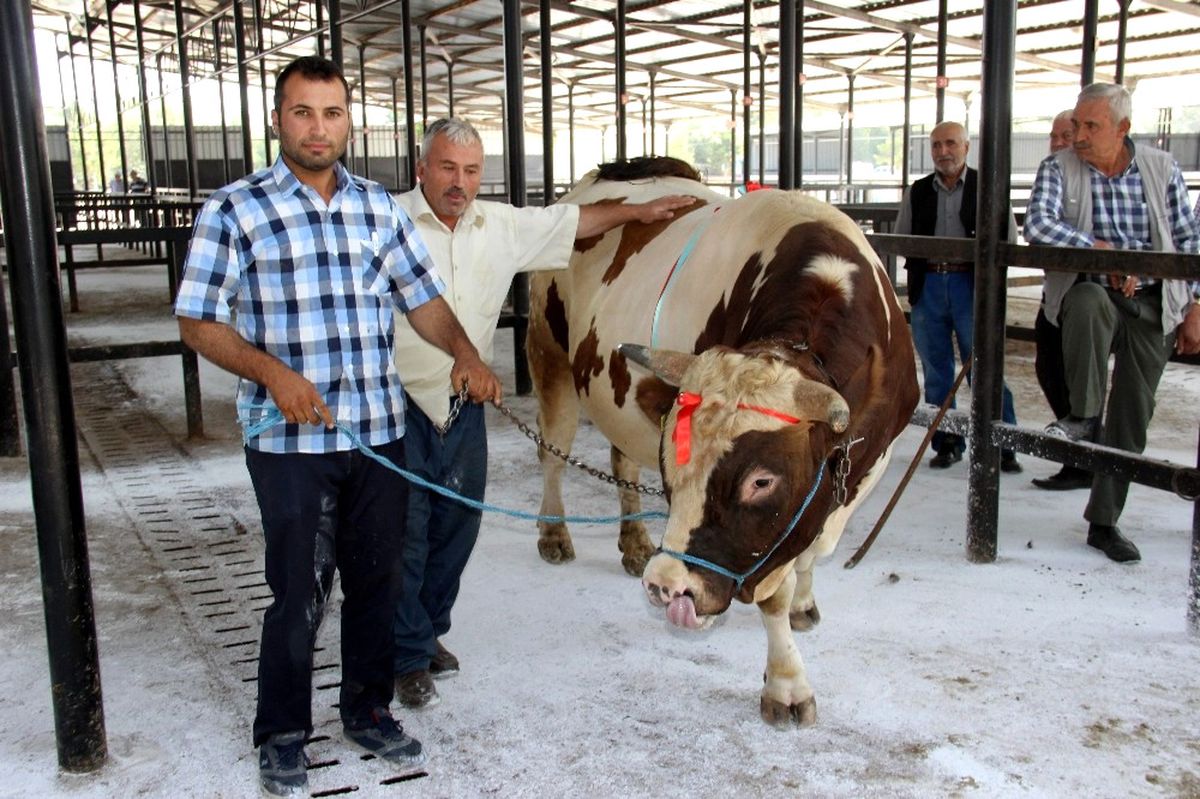 Bir Tonluk Kurbanlık İlgi Görüyor