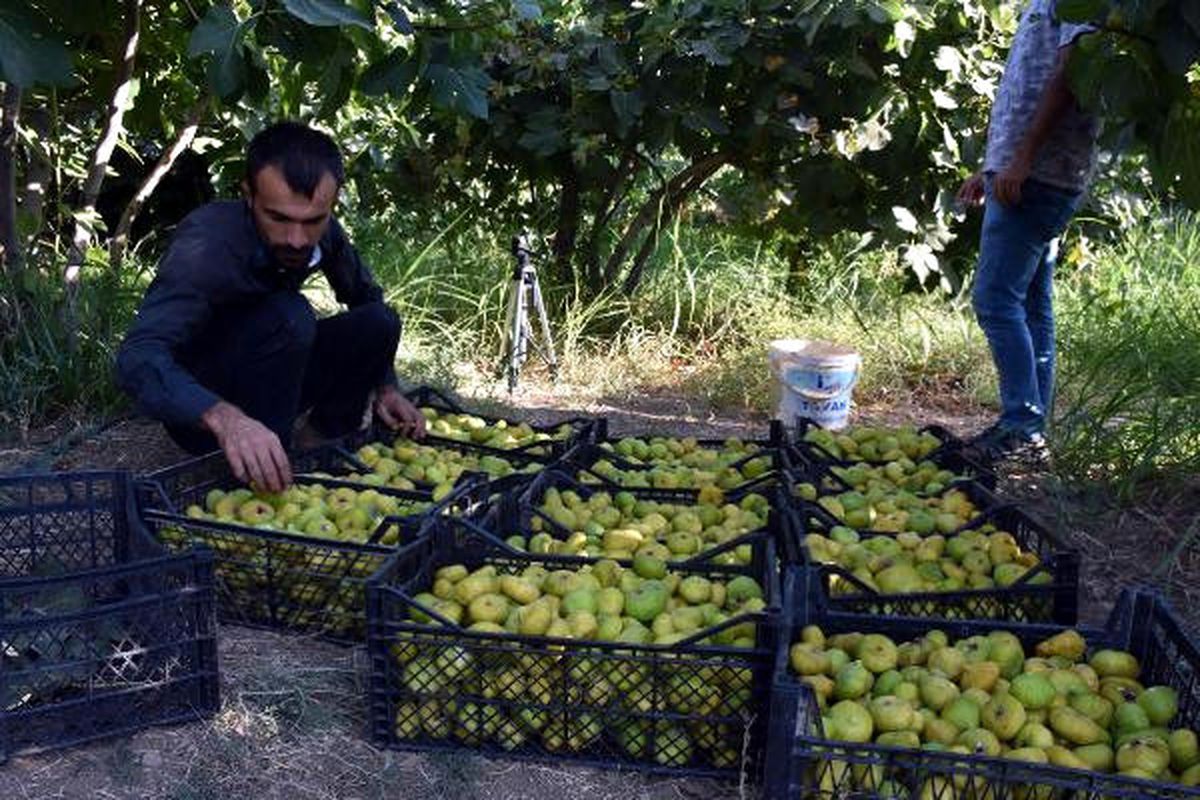 Derik\'in 9 Çeşit İnciri Tezgahlarda Yerini Aldı