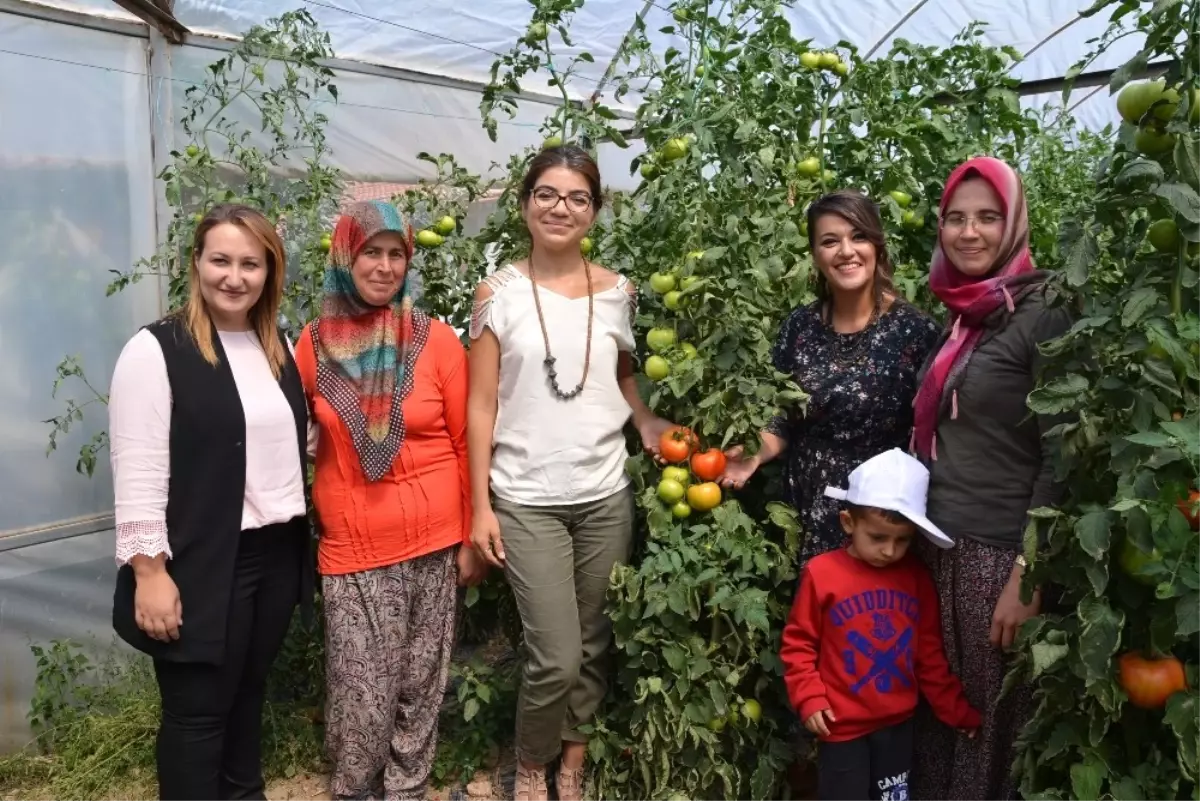 Domates Güvesine Karşı Başlatılan Mücadelede Başarılı Sonuçlar Alındı