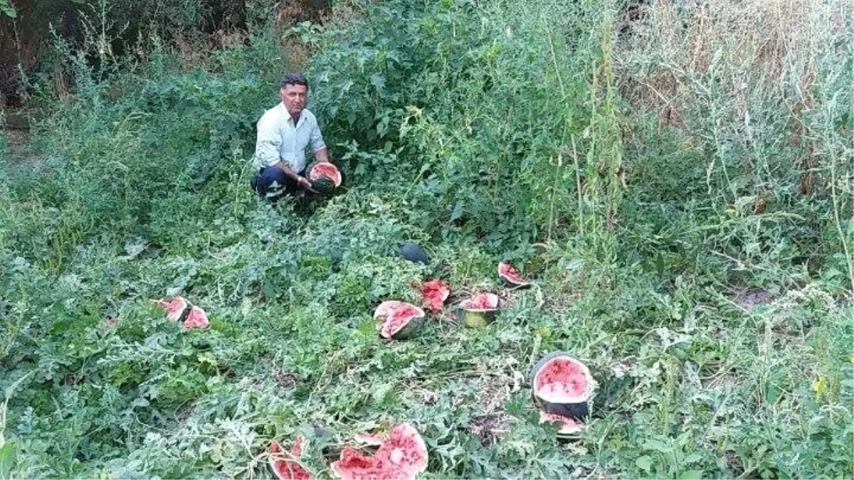 Erzincan\'da Ayılar Tarladaki Karpuzları Parçaladı