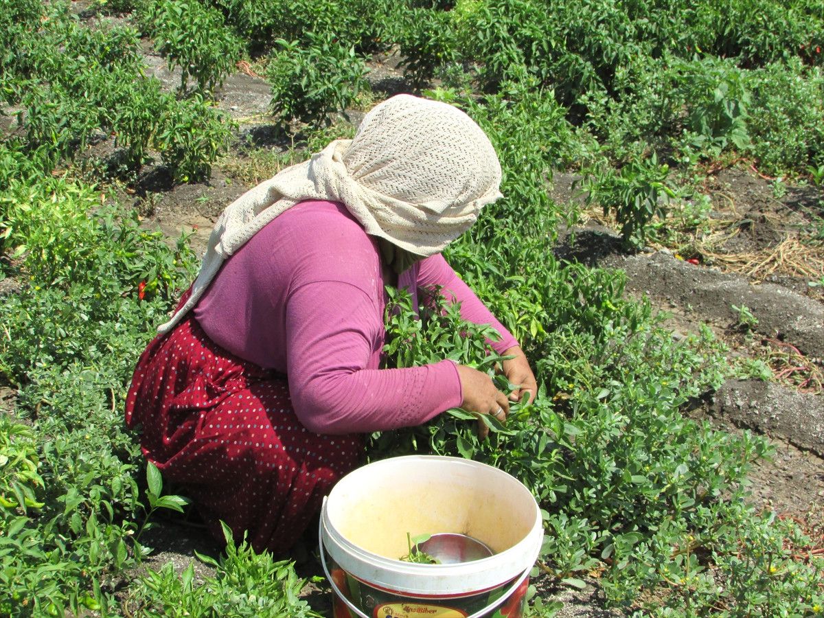 Kırmızı Altın"In Rekoltesi Düştü