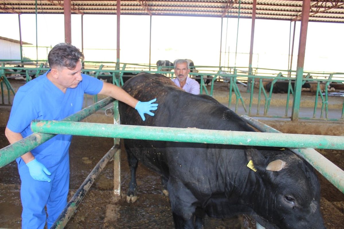 Kurban Alacaklara Veteriner Uyarısı