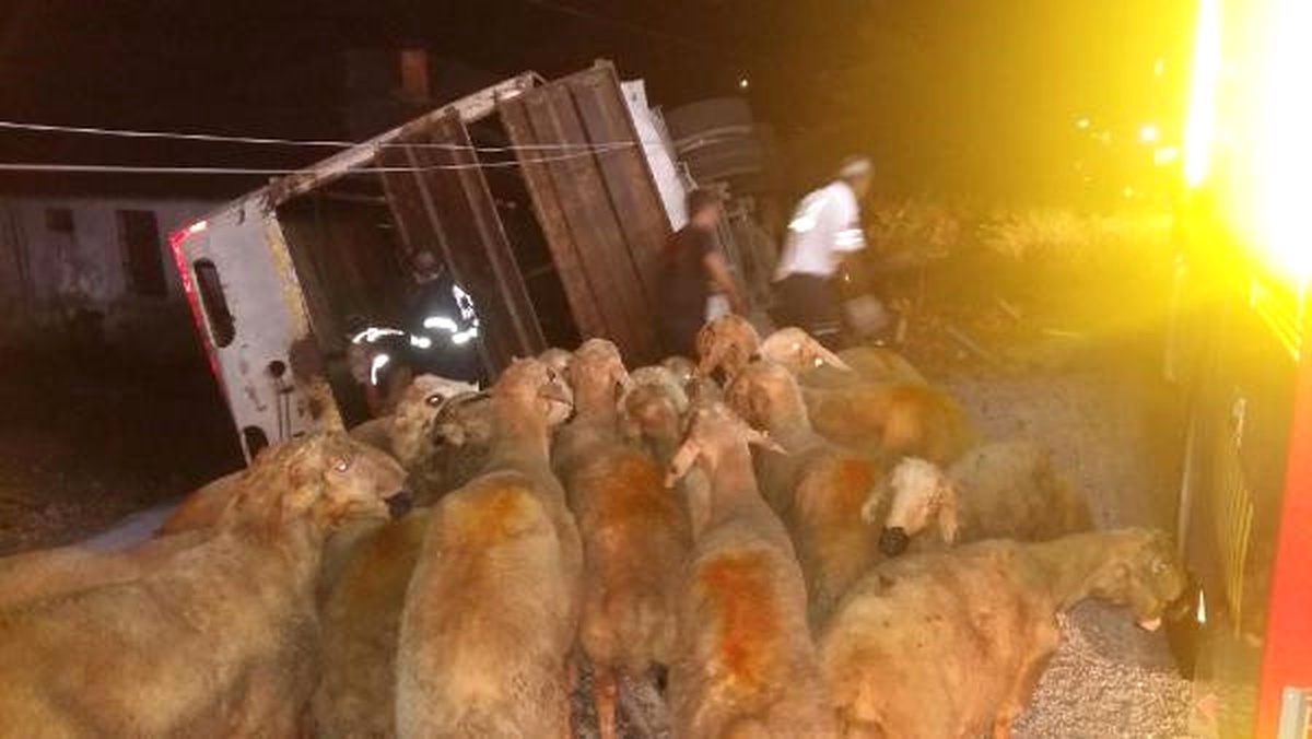Kurbanlık Taşıyan Kamyon Devrildi: 1 Ölü, 1 Yaralı