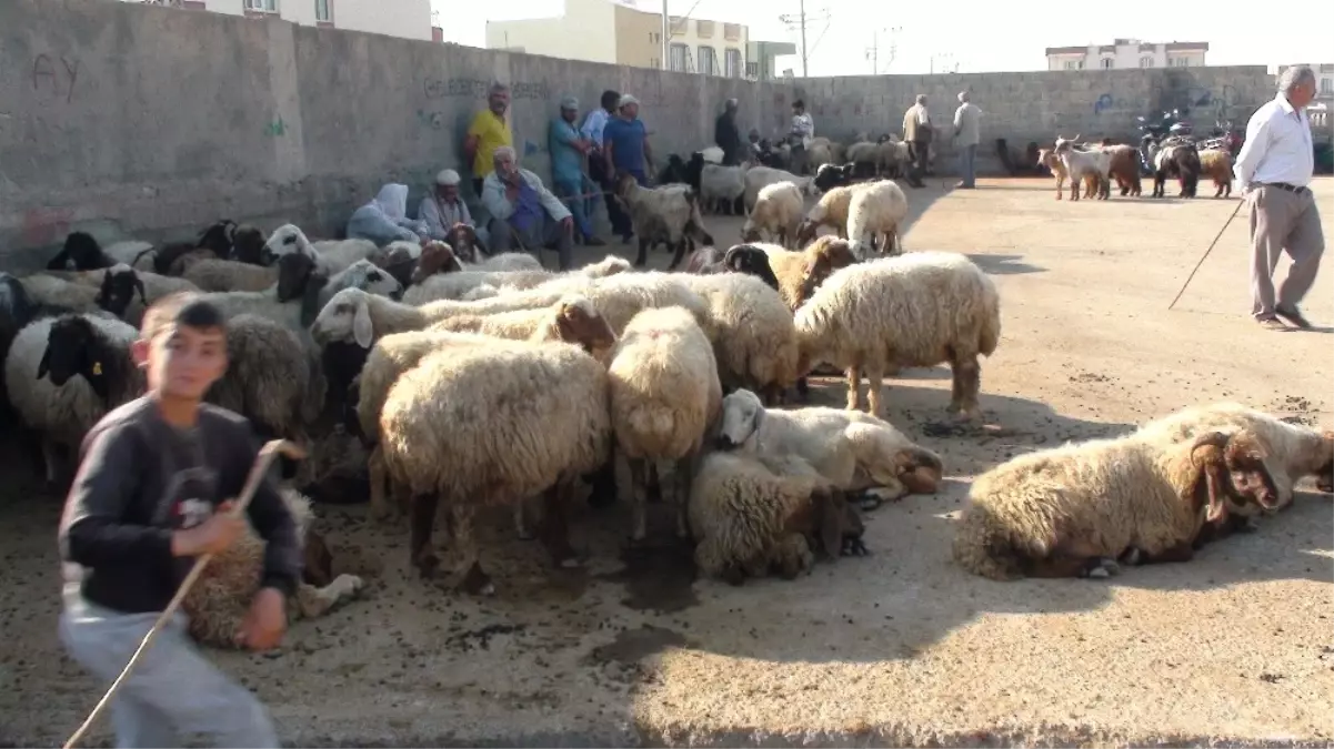 Mardin\'de Kurbanlıklar Görücüye Çıktı