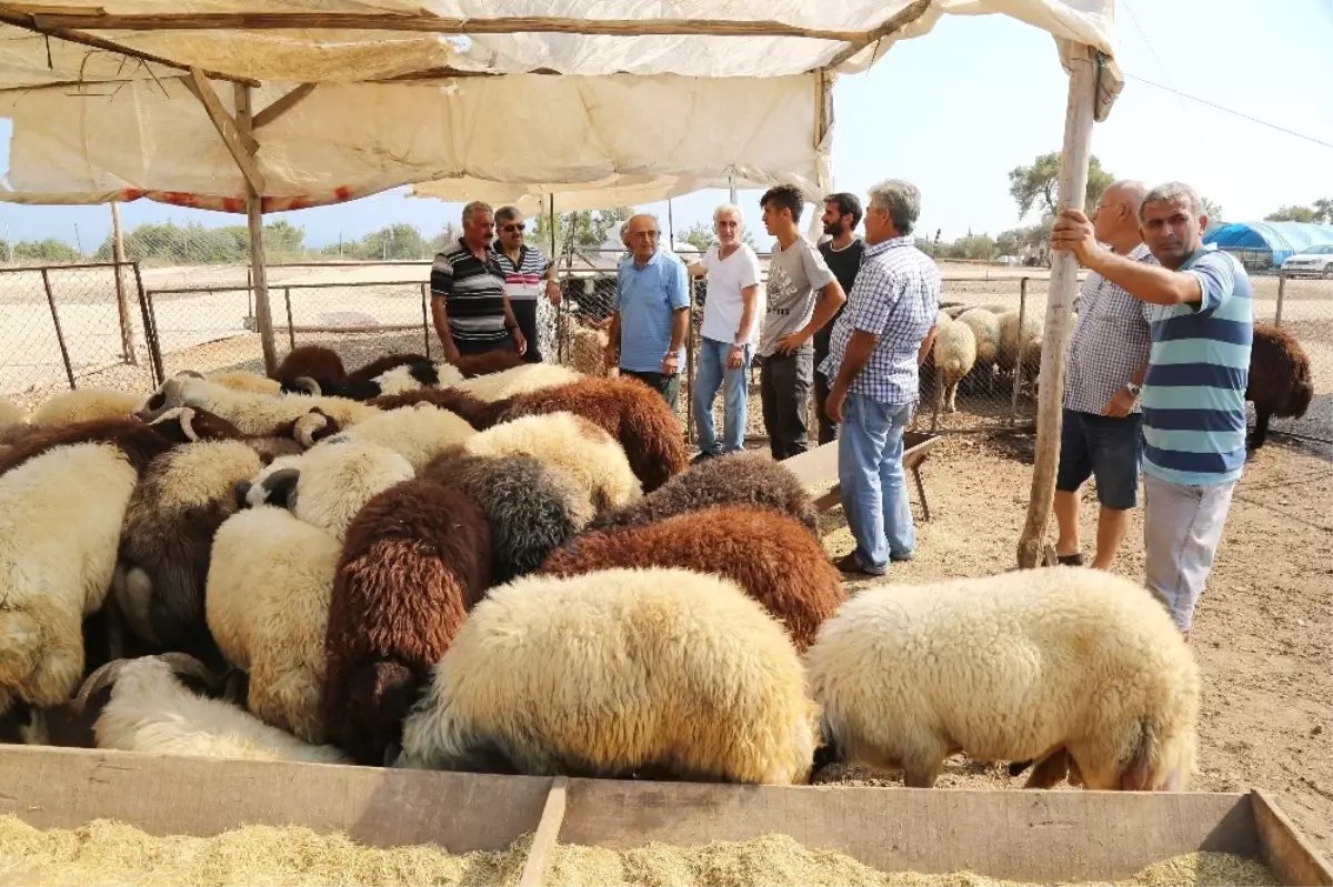 Mezitli Belediyesi Kurban Bayramı\'na Hazır