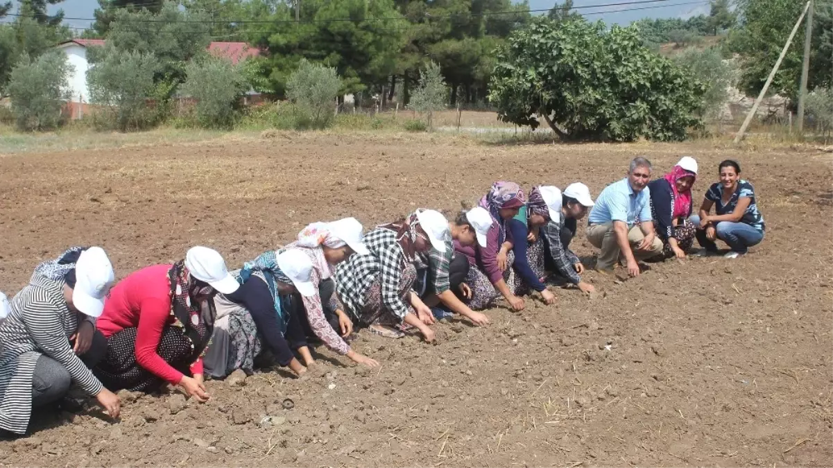 Osmaniye\'de Kadınlar Safran Yetiştiriyor