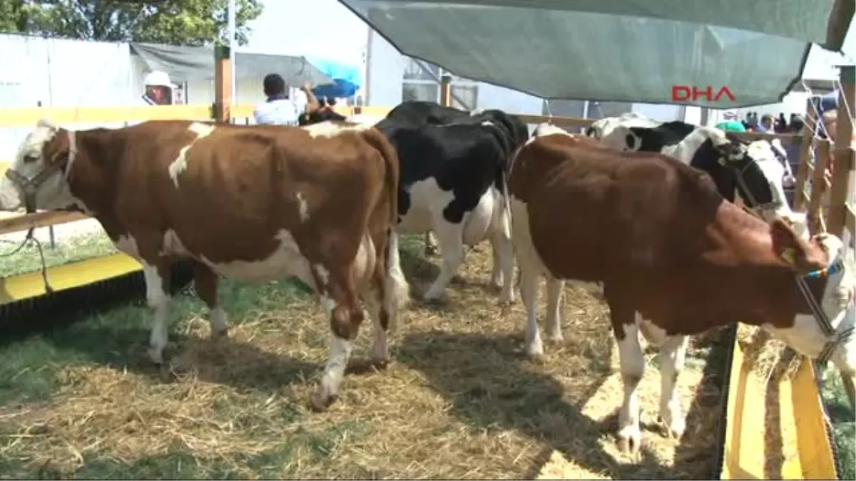 Tekirdağ En Güzel İnekler, Sahiplerine Almanya Seyahati Kazandırdı